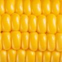 Золота кукурудза