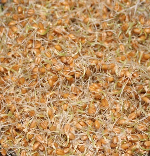 паростки пшениці